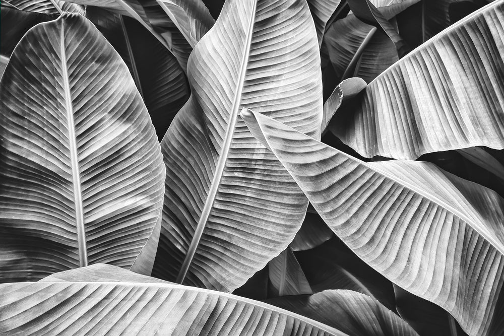 Banana Leaves B&W Photograph Print 100% Australian Made