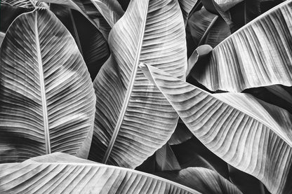 Banana Leaves B&W Photograph Print 100% Australian Made