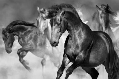 Stunning Horses Running B&W Photograph Print 100% Australian Made