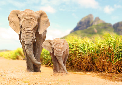 Walking Elephant & Baby Photograph Print 100% Australian Made