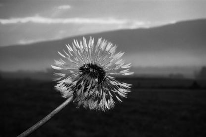 B&W Flower Closeup Photograph Print 100% Australian Made