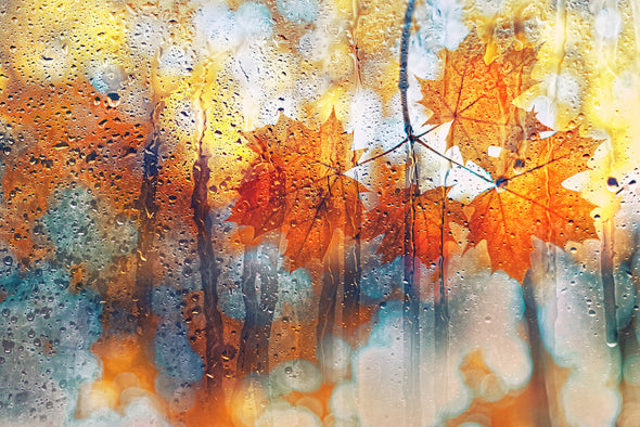 Colourful Autumn Leaf on a Wet Glass Photograph Print 100% Australian Made