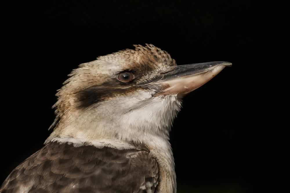 Kookaburra Bird Portrait Photograph Print 100% Australian Made