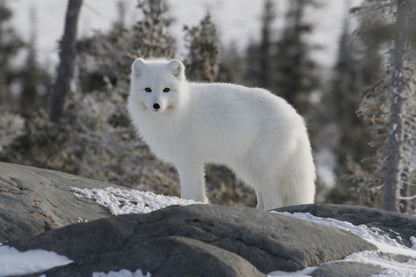 White Fox on Snow Photograph Print 100% Australian Made