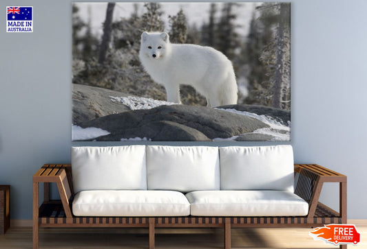 White Fox on Snow Photograph Print 100% Australian Made