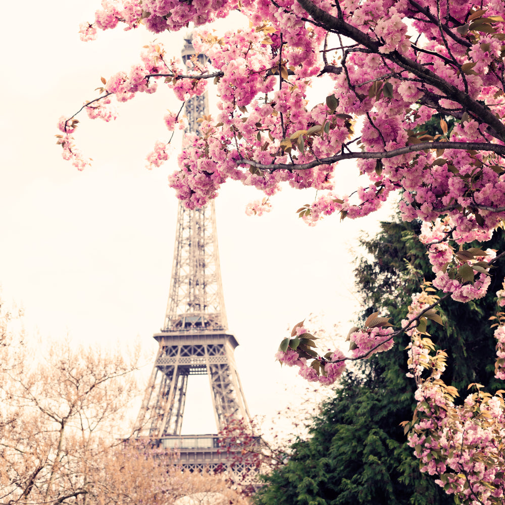 Square Canvas Eiffel Tower & Flower Tree Photograph High Quality Print 100% Australian Made