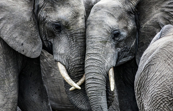 Black and White Elephants  Stunning Print 100% Australian Made