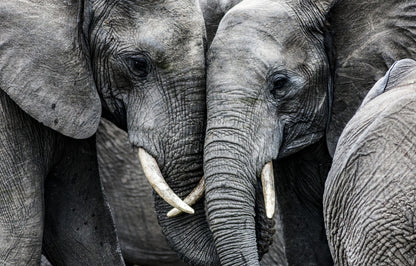 Elephant Couple Portrait Photography Print 100% Australian Made