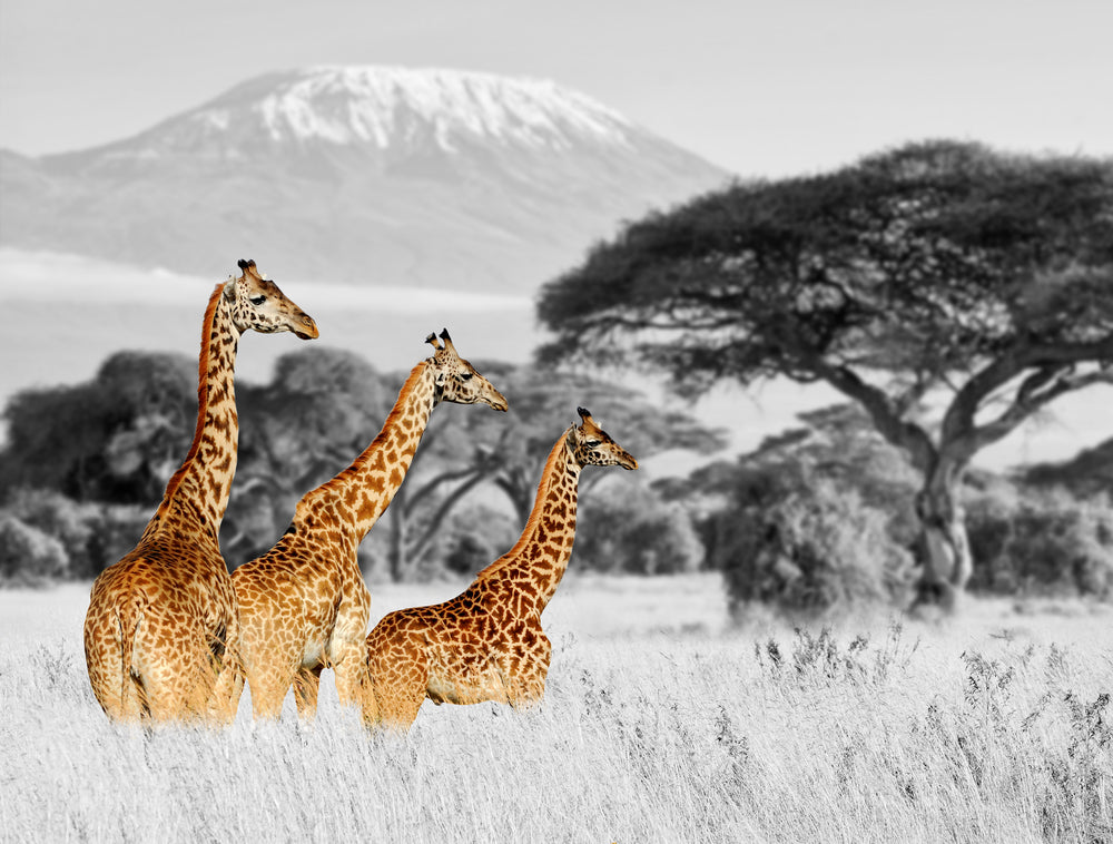 Three Giraffes Standing In a Black & White Background Print 100% Australian Made