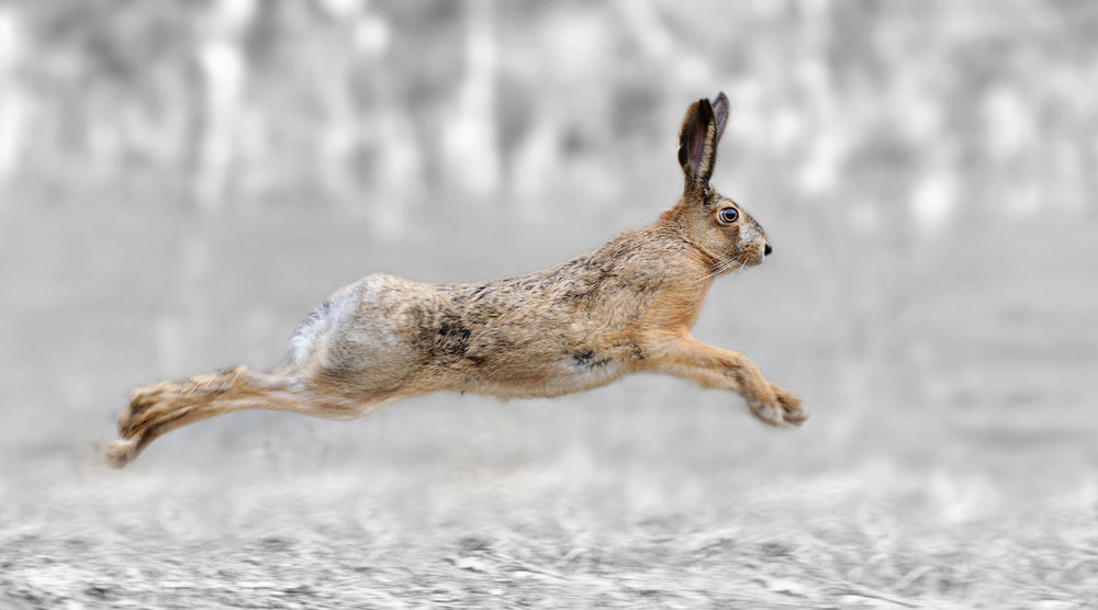 Brown Bunny Hoping Photograph Print 100% Australian Made