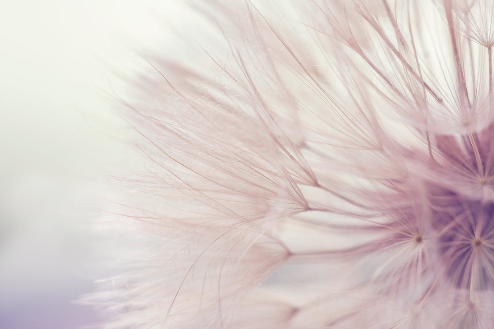 Dandelion Flower Closeup Photograph Print 100% Australian Made