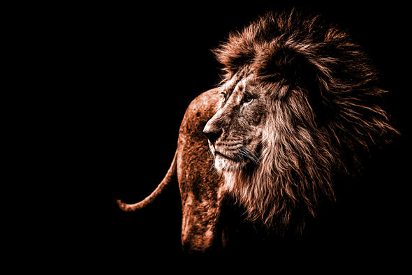 Stunning Lion Closeup Photograph Print 100% Australian Made