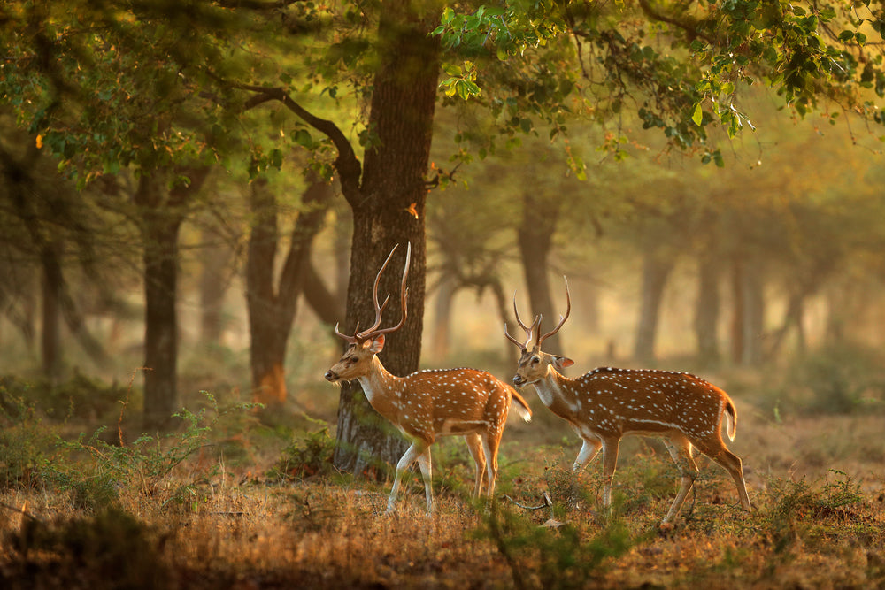 Deers Walking in Forest Photography Print 100% Australian Made