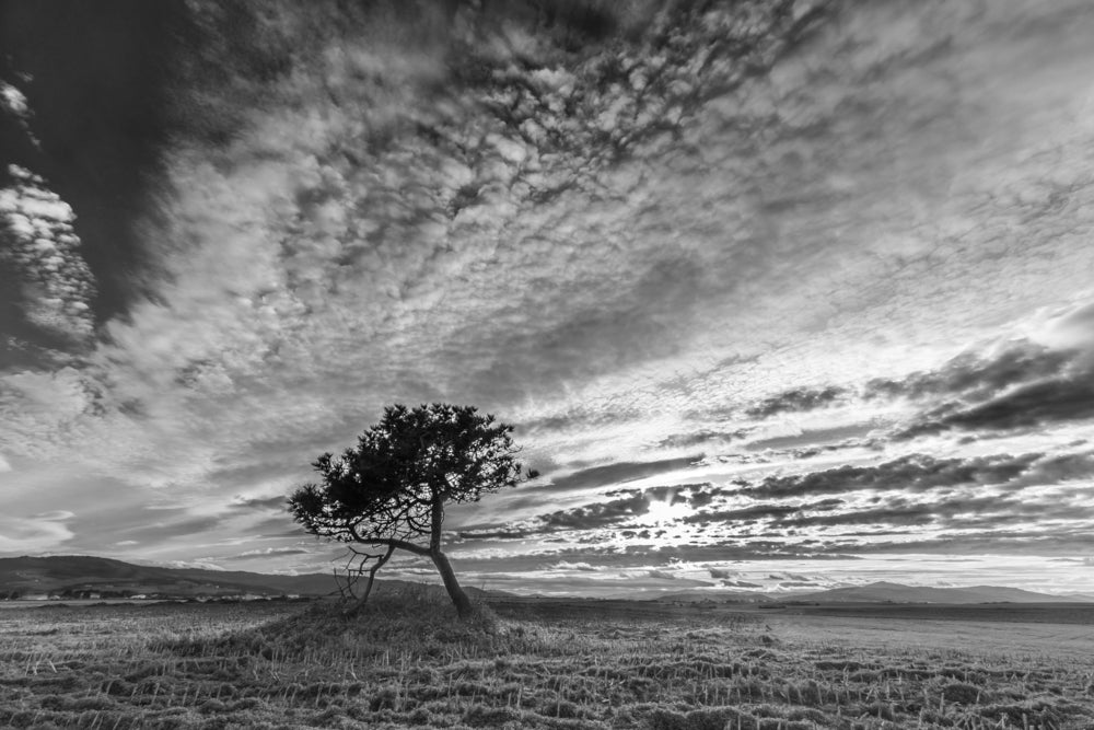 Alone Tree Under Cloudy Sky B&W Photograph Print 100% Australian Made