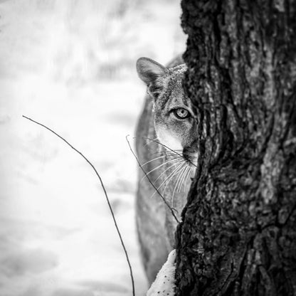 Tiger Covered to a Tree Photograph Print 100% Australian Made