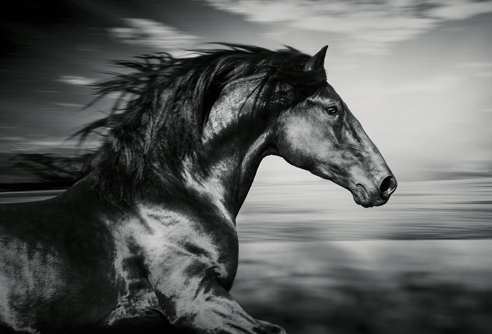 Black Horse Running Portrait Print 100% Australian Made