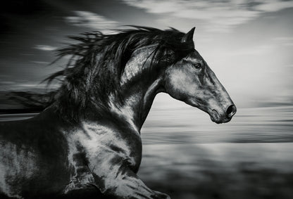 Running Black Horse Photograph Home Decor Premium Quality Poster Print Choose Your Sizes