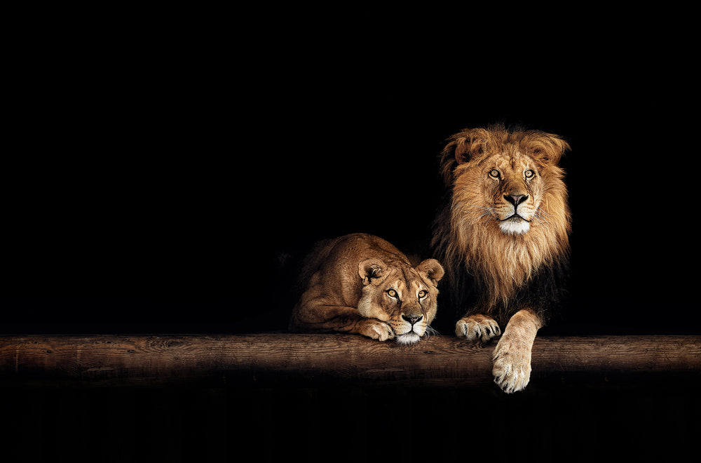 Lion Couple Laying in a Cave Photograph Print 100% Australian Made