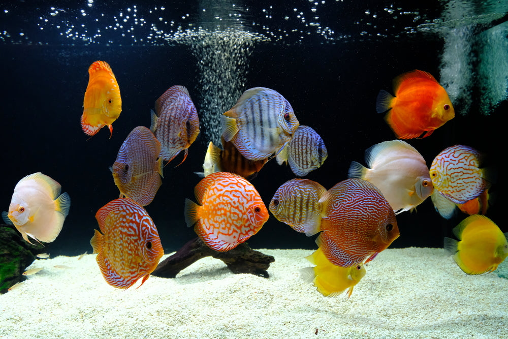 Colorful Fish in Tank Photograph Print 100% Australian Made