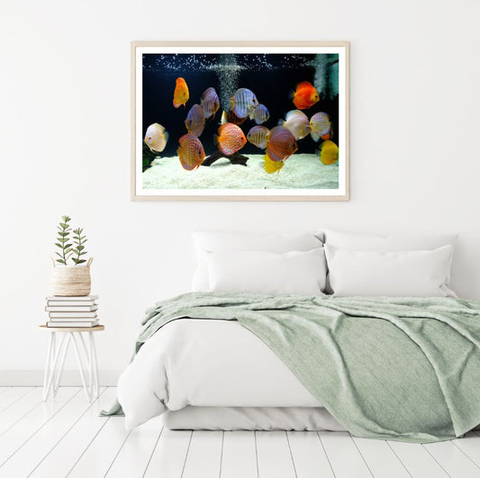 Colorful Fish in Tank Photograph Home Decor Premium Quality Poster Print Choose Your Sizes