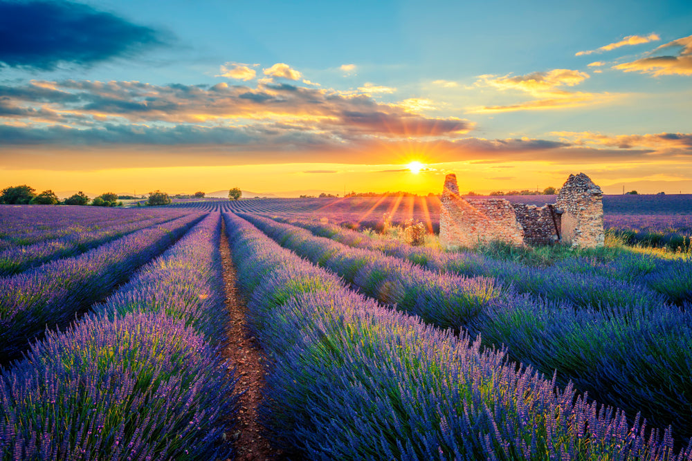 Lavender Field Scenery Photograph Home Decor Premium Quality Poster Print Choose Your Sizes