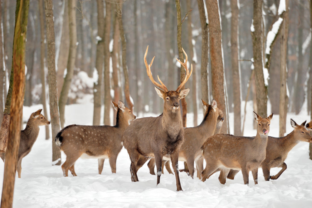 Deer Herd Walking On Snow Print 100% Australian Made