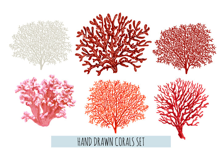 Corals Vector Art Design Home Decor Premium Quality Poster Print Choose Your Sizes