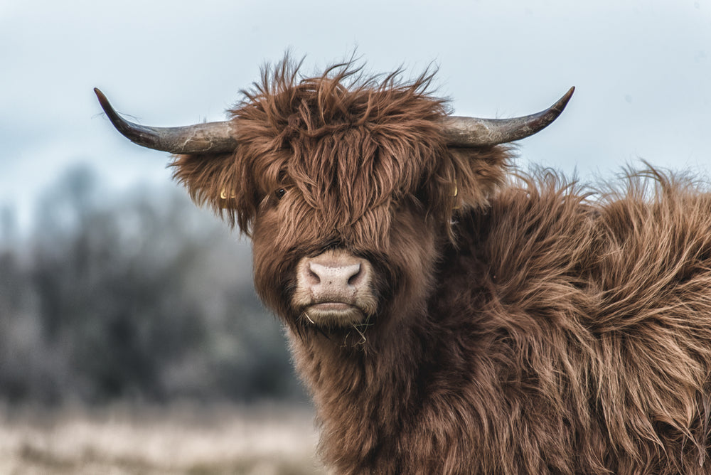 Highland Cow Portrait Photograph Print 100% Australian Made