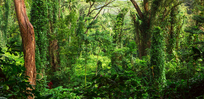 Stunning Forest Photograph Print 100% Australian Made