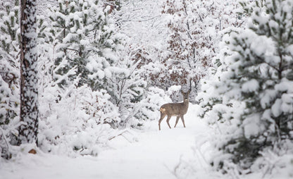 Deer in Forest Photograph Home Decor Premium Quality Poster Print Choose Your Sizes