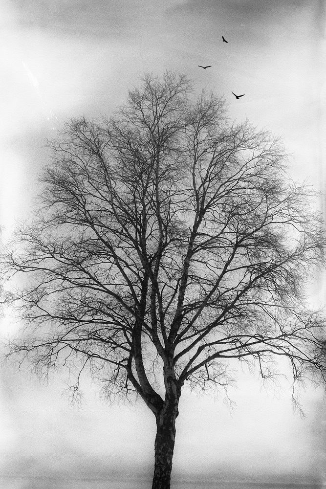 Tree Closeup B&W Photograph Home Decor Premium Quality Poster Print Choose Your Sizes