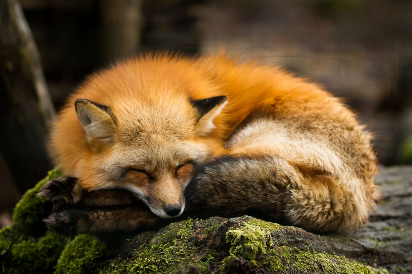 Sleeping Fox Closeup Photograph Home Decor Premium Quality Poster Print Choose Your Sizes