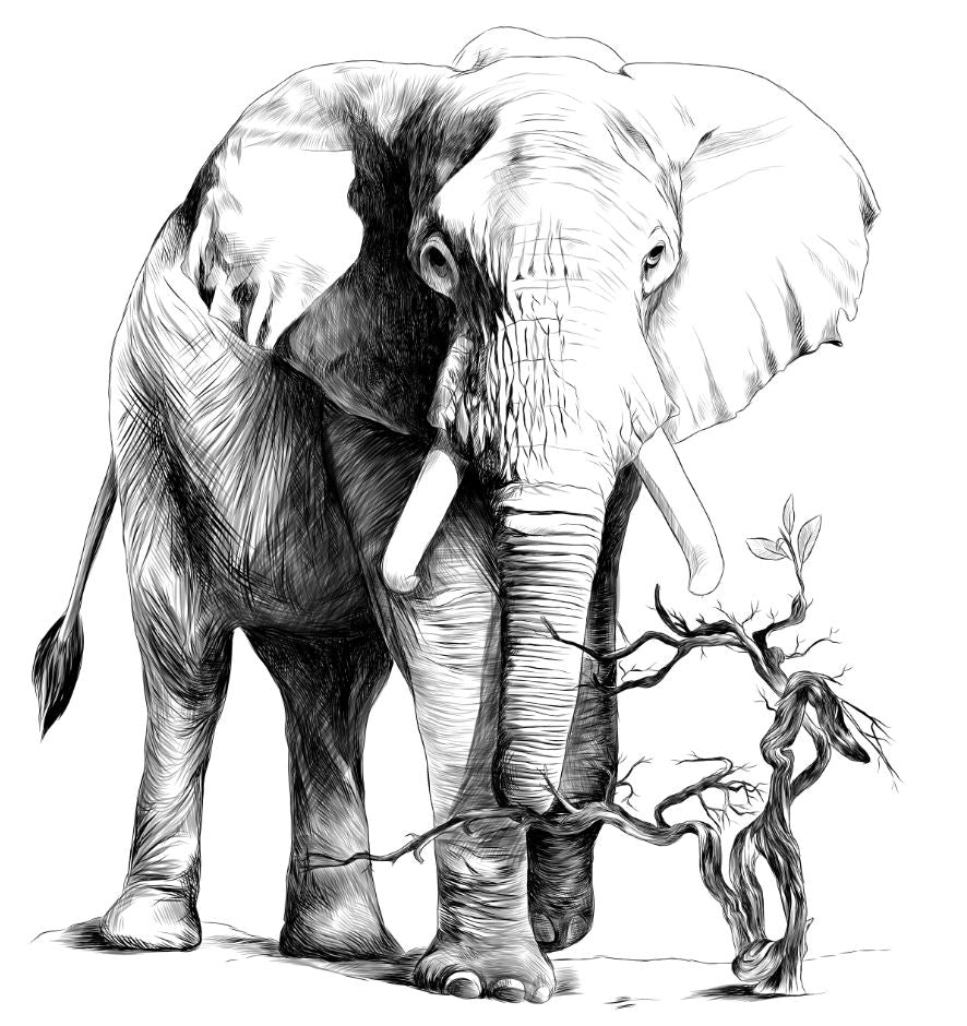 Elephant B&W Painting Print 100% Australian Made