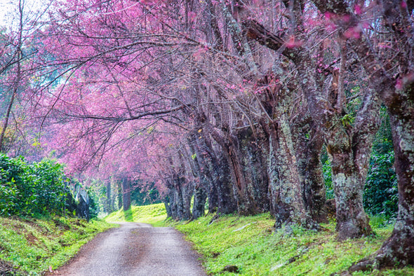 Road & Blossom Trees Photograph Print 100% Australian Made