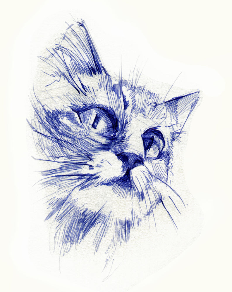 Cat Face Portrait Drawing Print 100% Australian Made