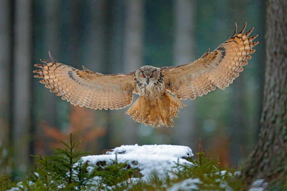 Flying Owl in Forest Photograph Home Decor Premium Quality Poster Print Choose Your Sizes