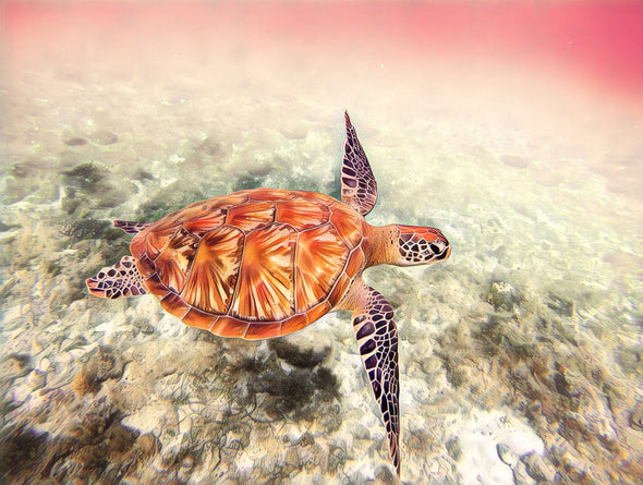 Turtle Swimmimg Painting Print 100% Australian Made