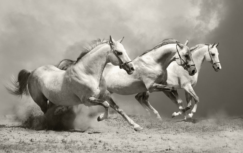 Horses Running on Sand Ground Photograph Print 100% Australian Made