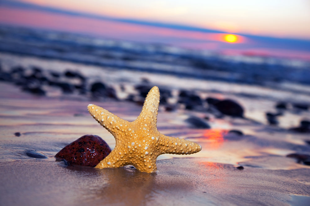 Starfish on Beach Beautiful Sunset Photograph Print 100% Australian Made