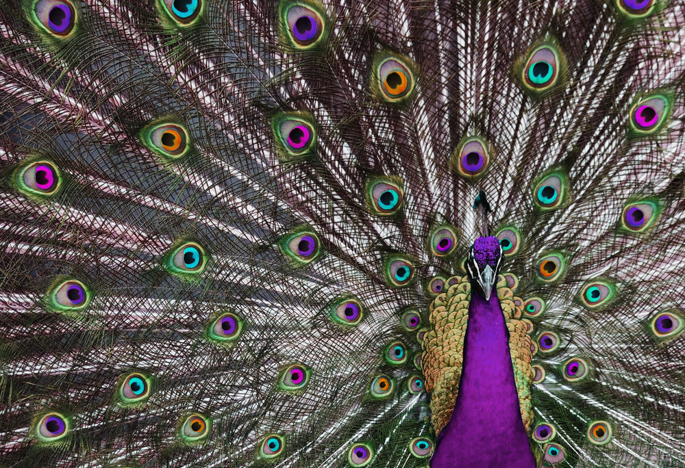 Peacock Showing Feathers Photograph Print 100% Australian Made