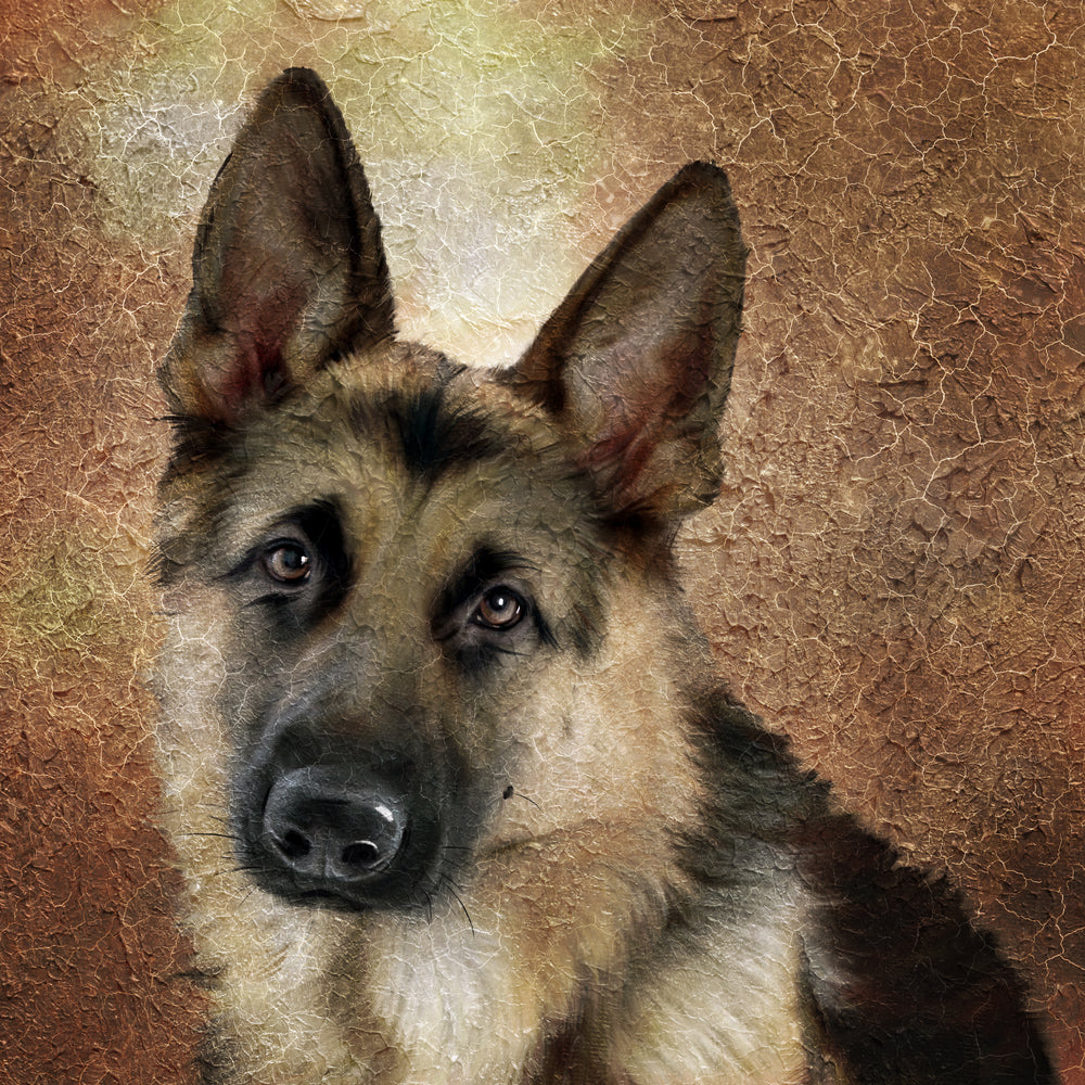 Square Canvas German Shepherd Portrait Photograph High Quality Print 100% Australian Made