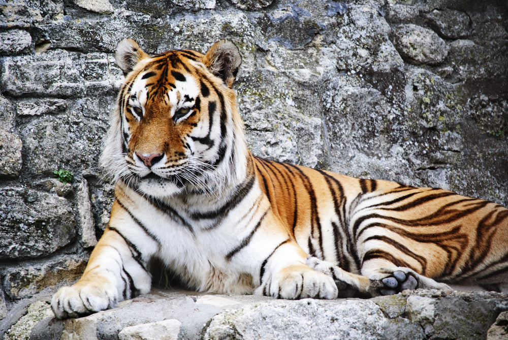 Tiger Sitting on Rock Photograph Home Decor Premium Quality Poster Print Choose Your Sizes