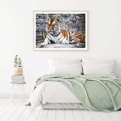 Tiger Sitting on Rock Photograph Home Decor Premium Quality Poster Print Choose Your Sizes