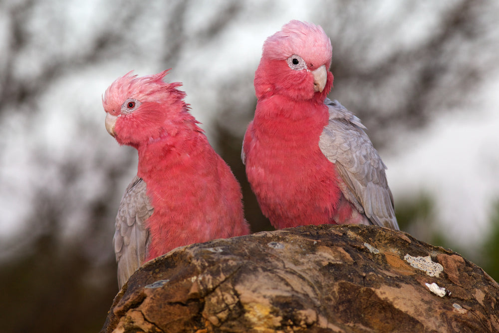 Australian Native Red Cockatoo Birds Photograph Print 100% Australian Made