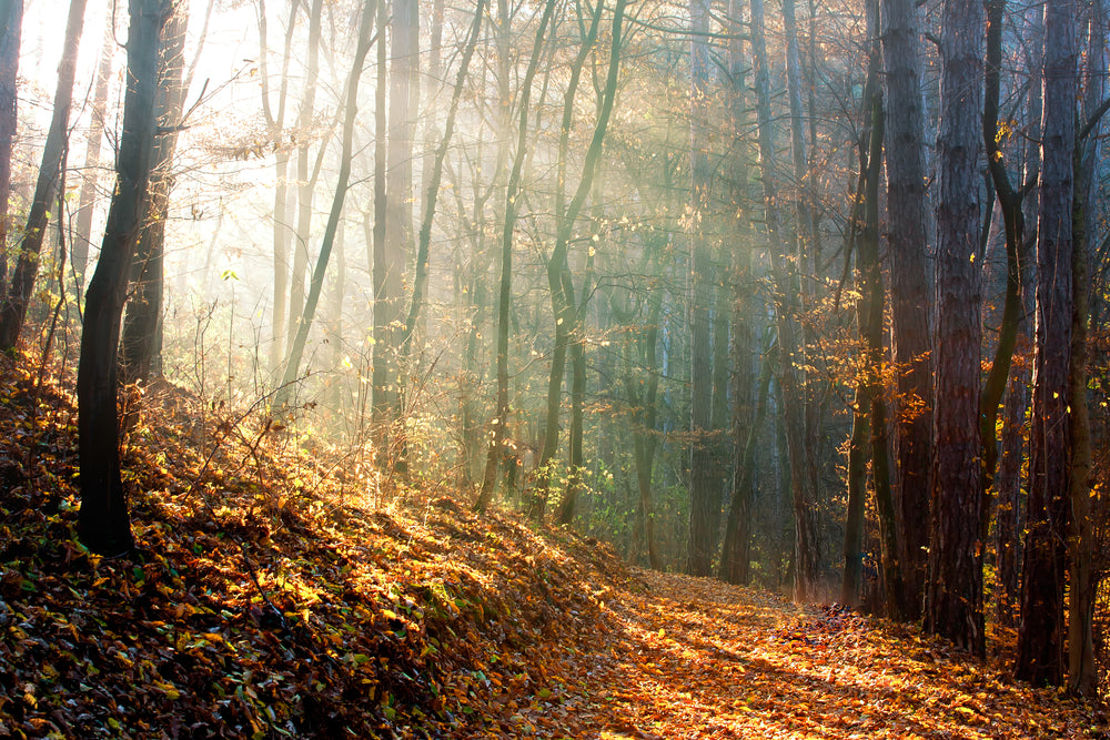 Autumn Forest Photograph Print 100% Australian Made