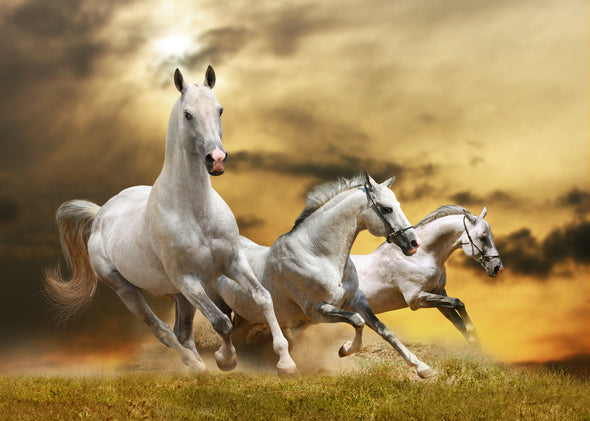 White Horses Running Dust Photograph Print 100% Australian Made