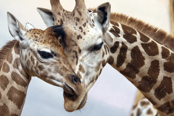 Giraffe Couple Love Portrait Photograph Print 100% Australian Made