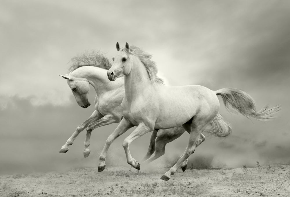 Horses Running on Sand Ground Photograph Print 100% Australian Made