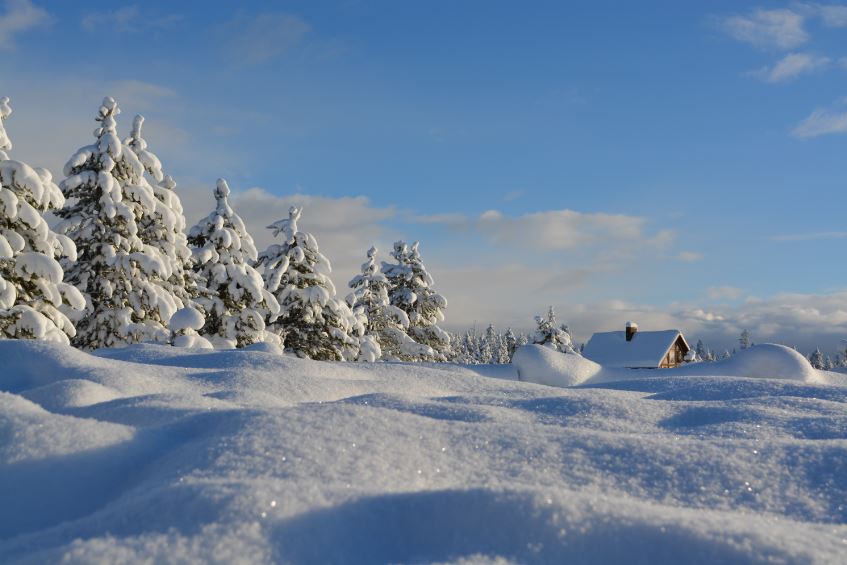 Forest Covered with Snow Scenery Photograph Print 100% Australian Made