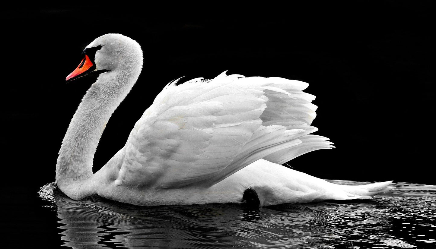 Swan on Lake Closeup Photograph Home Decor Premium Quality Poster Print Choose Your Sizes